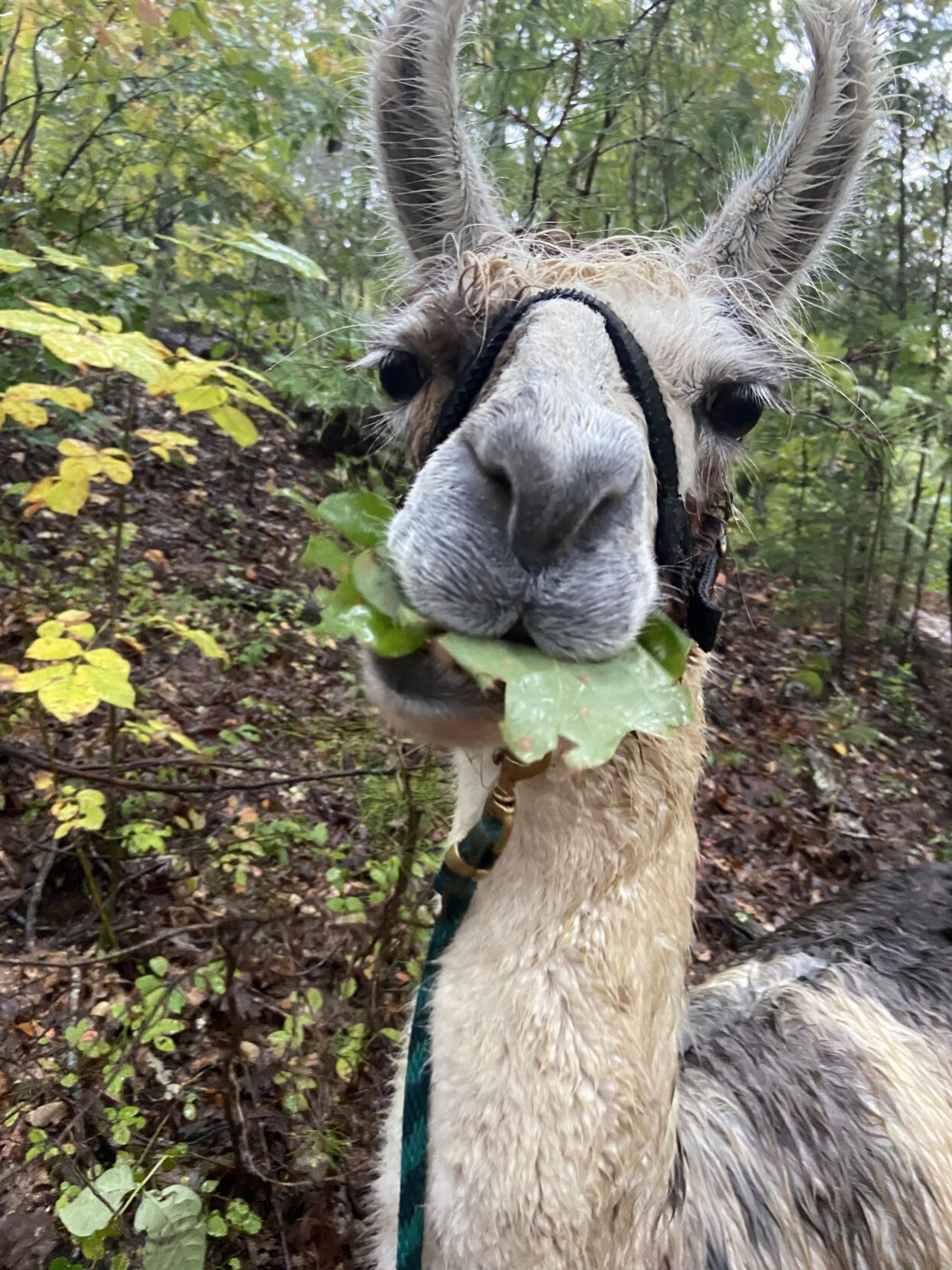 Oscar